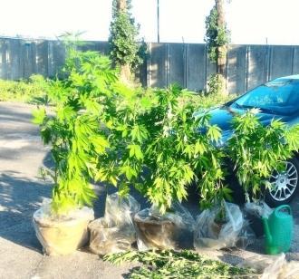 Sorpreso con la cannabis nell’orto 