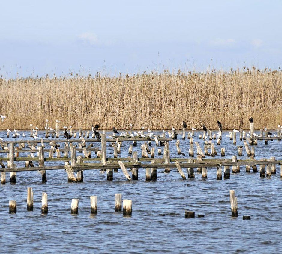  Sal’e Porcus, no ad isolotti:  i cormorani vanno limitati 