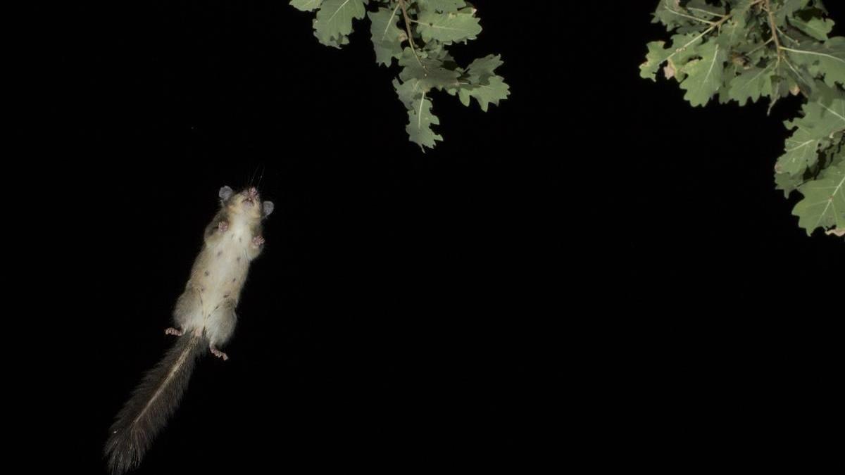 L’occhio di Taranto che ferma l’attimo nella vita degli animali