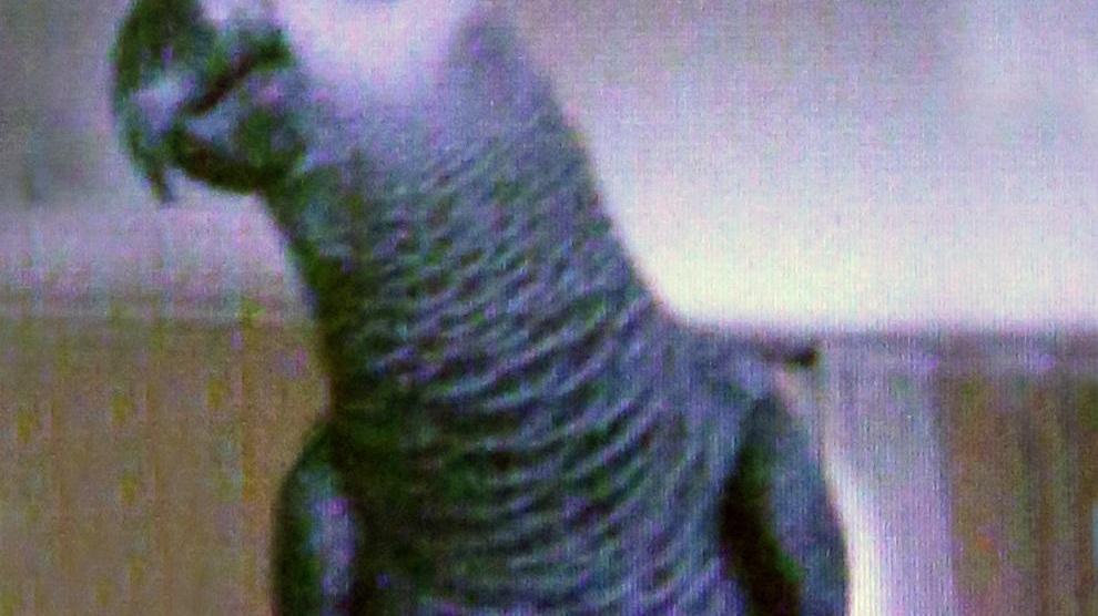 Casalgrande: i ladri rubano anche il pappagallo Paquito