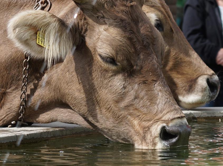 Sardegna rovente, anche le mucche boccheggiano: meno latte  