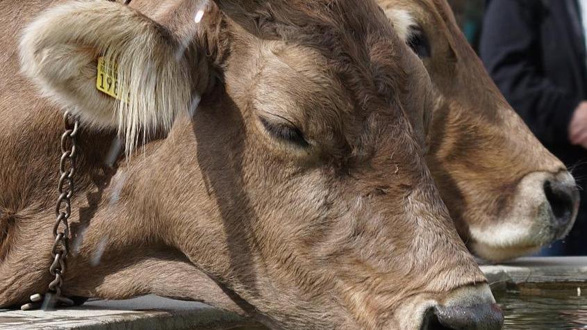 Sardegna rovente, anche le mucche boccheggiano: meno latte  