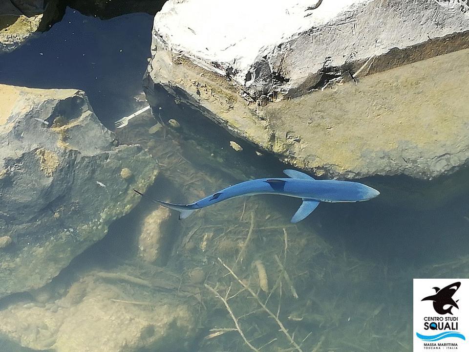 Una piccola verdesca nel porto di Talamone (foto del Centro studi Squali)