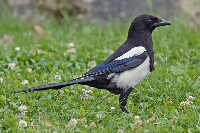 Virus del Nilo a Novellara, controlli sul sangue donato