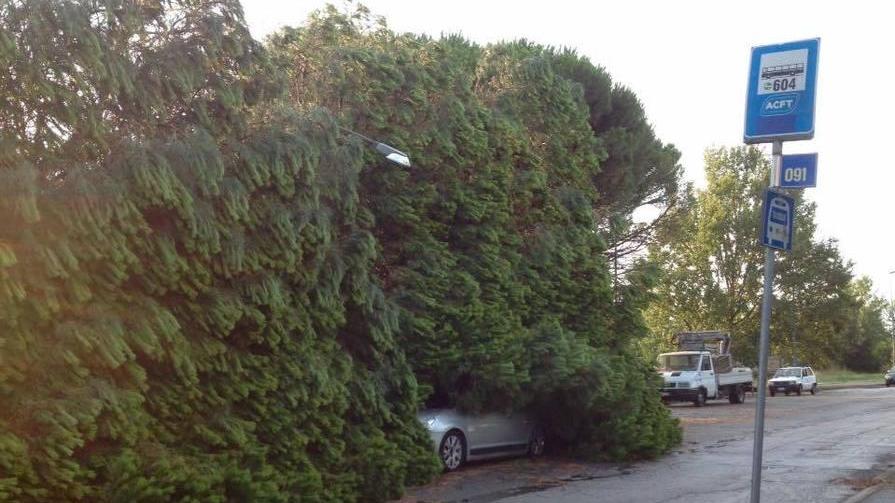 Fortunale sui Lidi, alberi abbattuti e strade bloccate