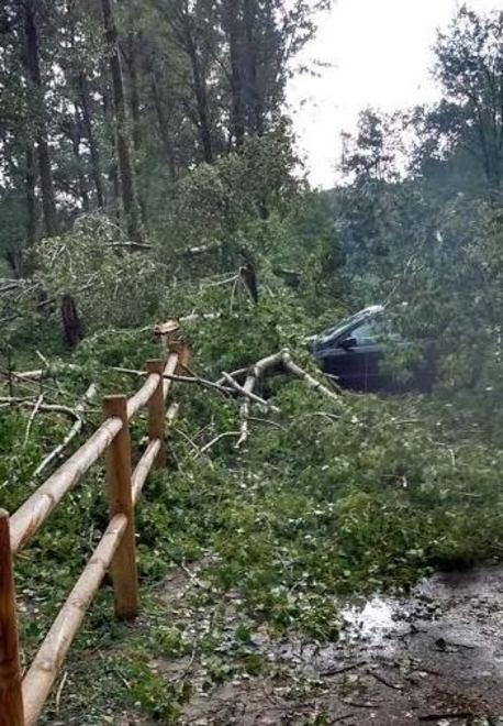Vento scoperchia una casa Albero sull’auto: salvati 