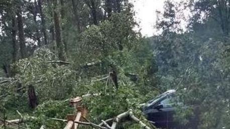 Vento scoperchia una casa Albero sull’auto: salvati