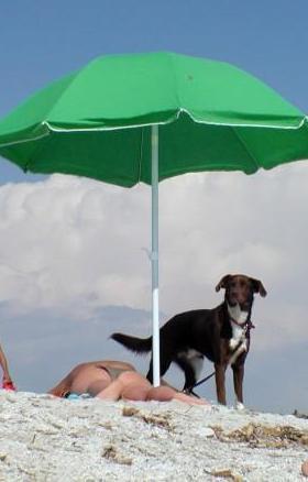 Via libera alla spiaggia per i cani 