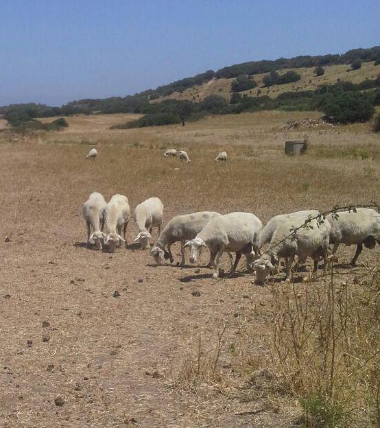 Siccità, le campagne sono in ginocchio 