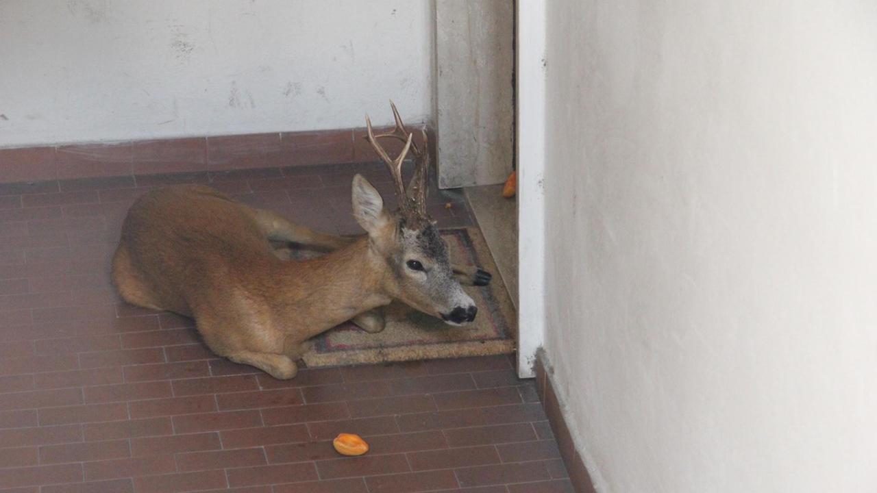 Il capriolo sullo zerbino (foto Batavia)