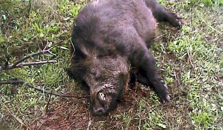 Escalaplano, sparano a un cinghiale e se lo caricano in auto: denunciati due bracconieri 