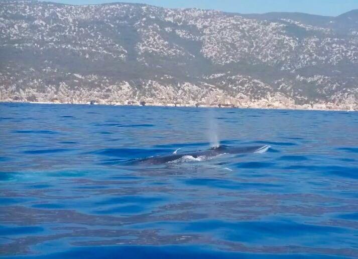 Cala Gonone, incontro ravvicinato con una balena