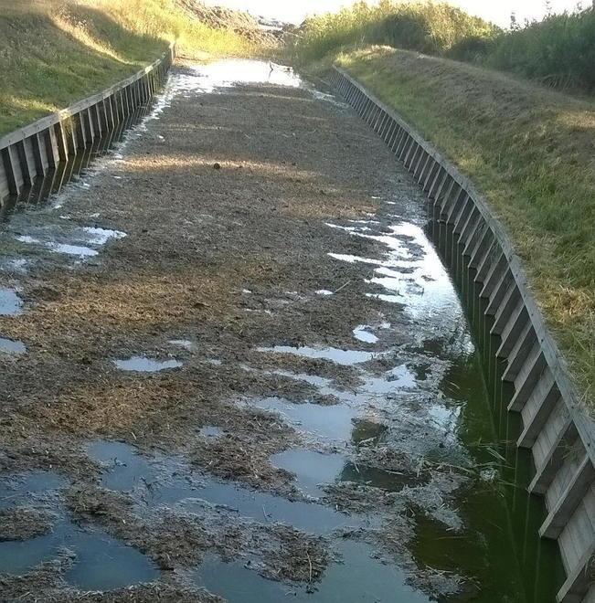 Sbocco a mare ostruito Poco ossigeno e alghe hanno causato la moria