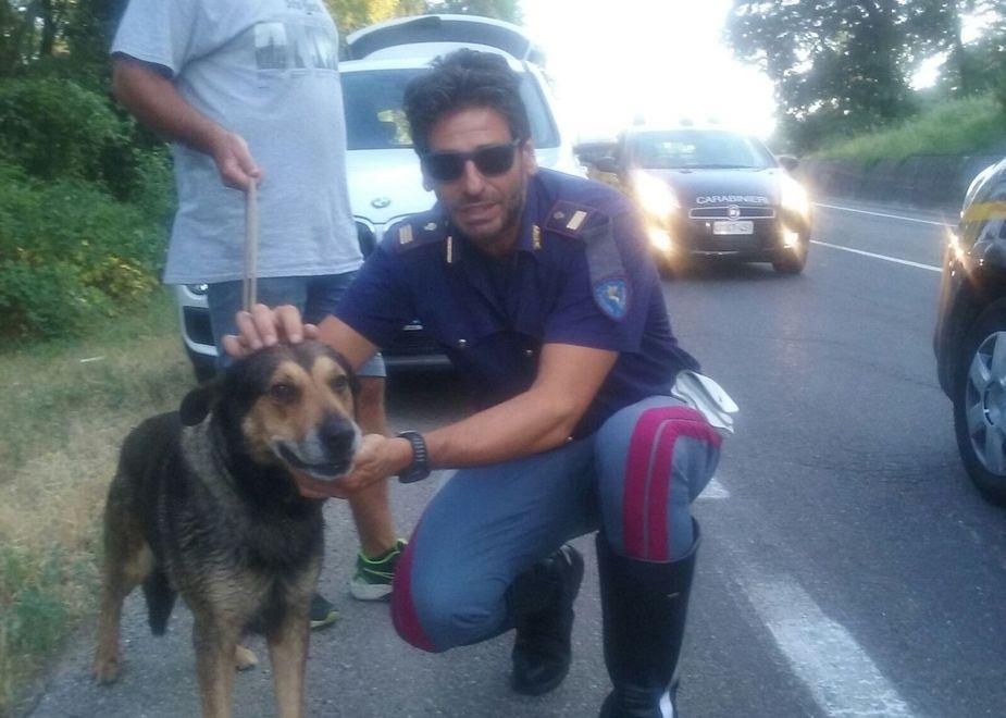 Scontro frontale sull’Estense Feriti i conducenti e un cane