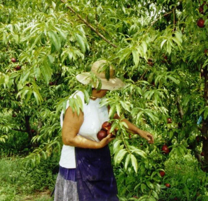 L’età minima per la campagna è sedici anni