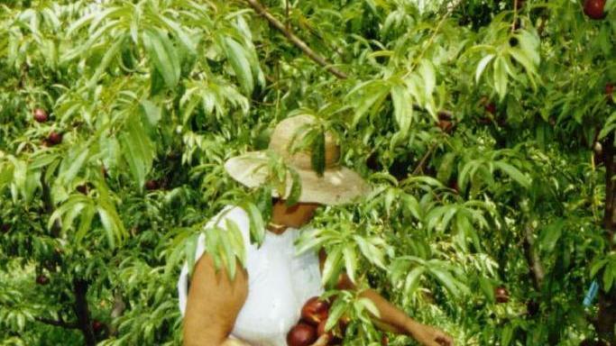 L’età minima per la campagna è sedici anni