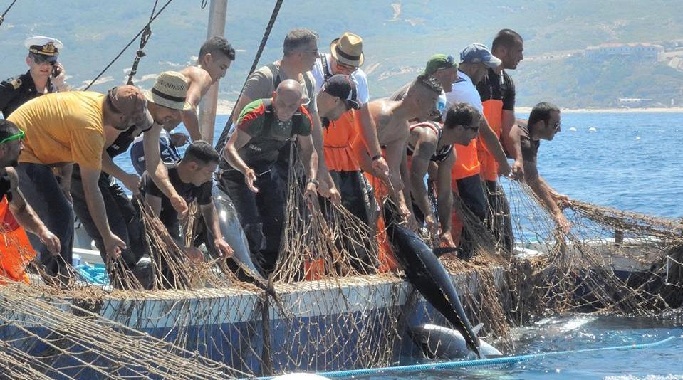 Dalle gabbie per tonni spinta per il settore 