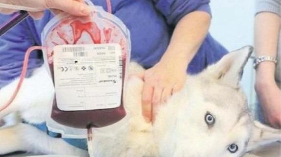 Sassari, anche i cani potranno donare il sangue