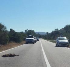 Uccide un cane e perde la targa beccato in Costa
