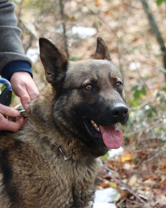 Castelnovo, 92enne scomparso ritrovato da Boss