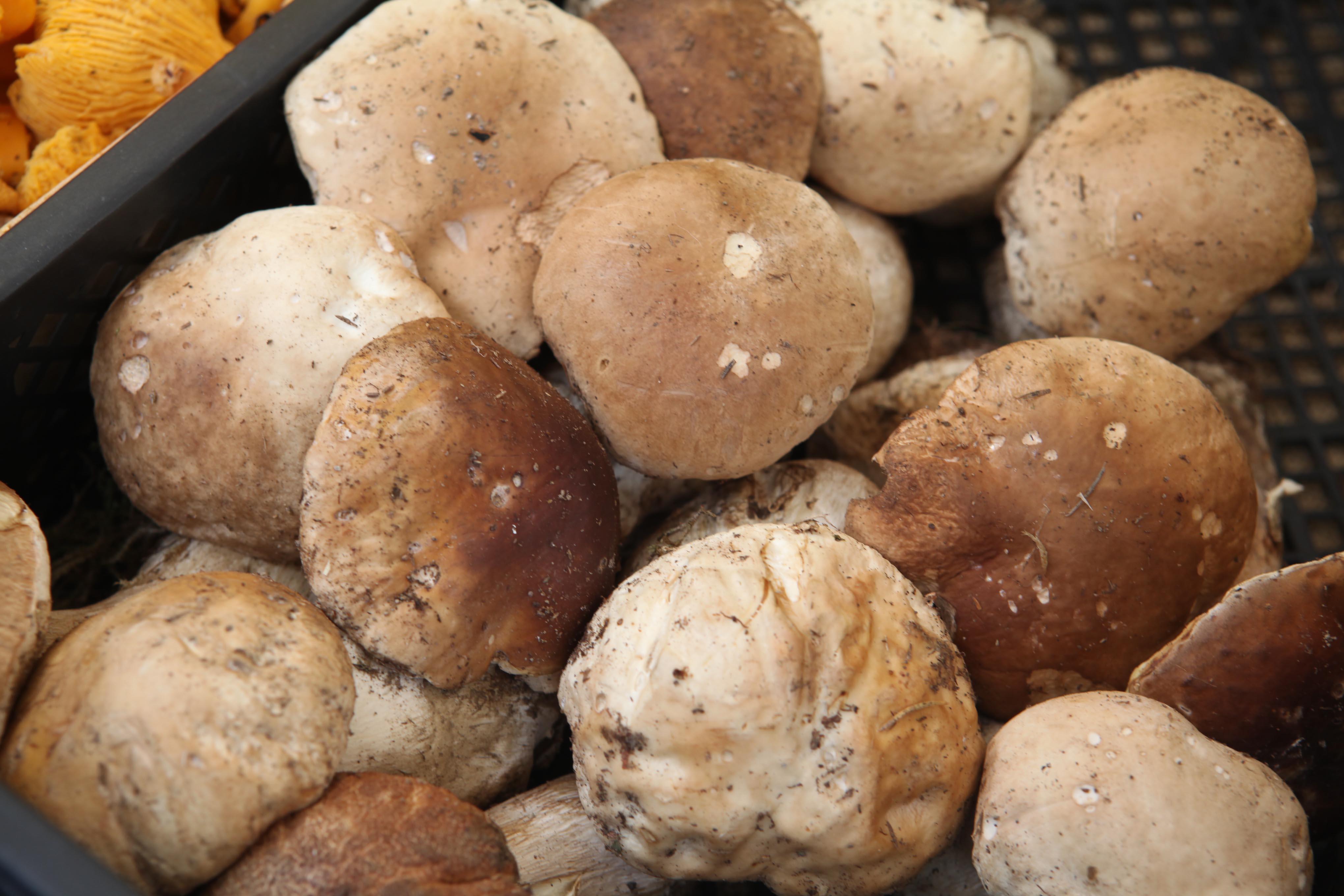 Ventasso, nuove agevolazioni sulle tessere per i funghi