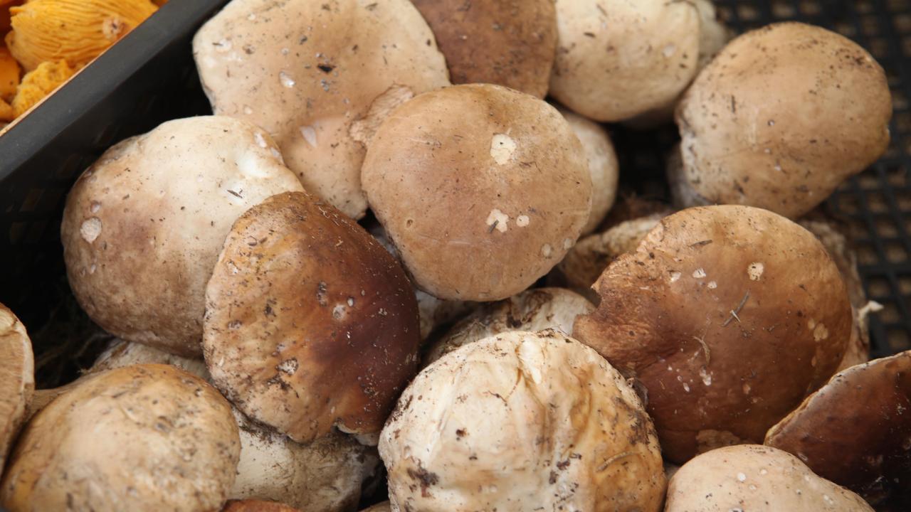 Ventasso, nuove agevolazioni sulle tessere per i funghi