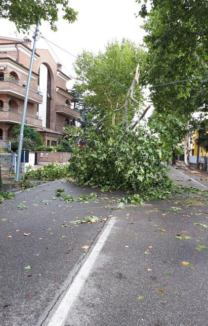 Via Cucchiari, ora si cura il verde 