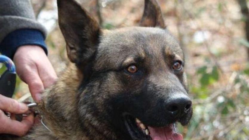 Scomparso dall’ospedale Trovato dal fiuto di Boss
