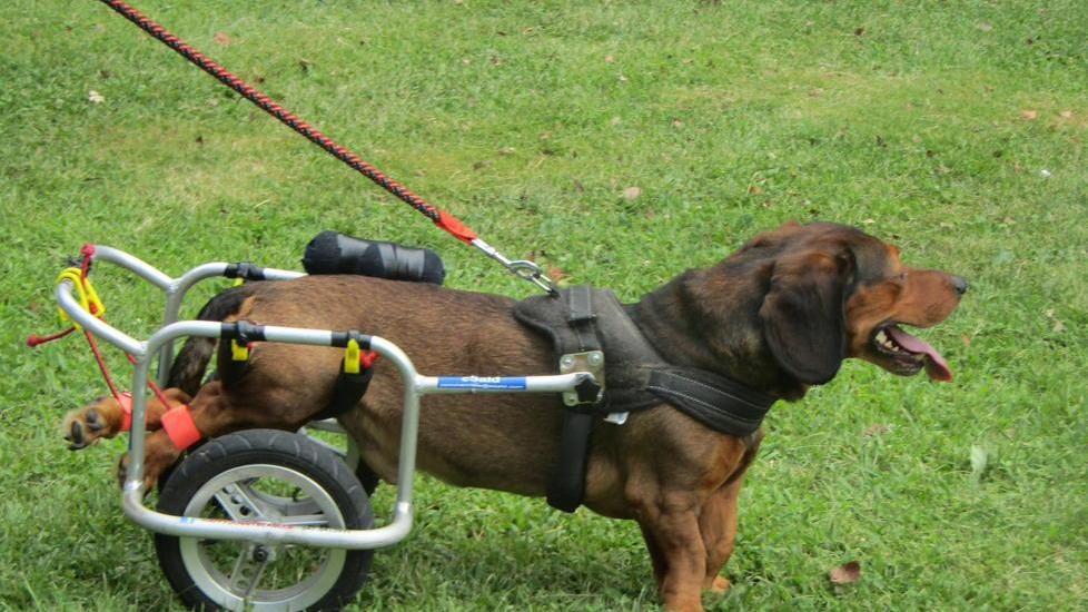 Un giorno con i cani disabili