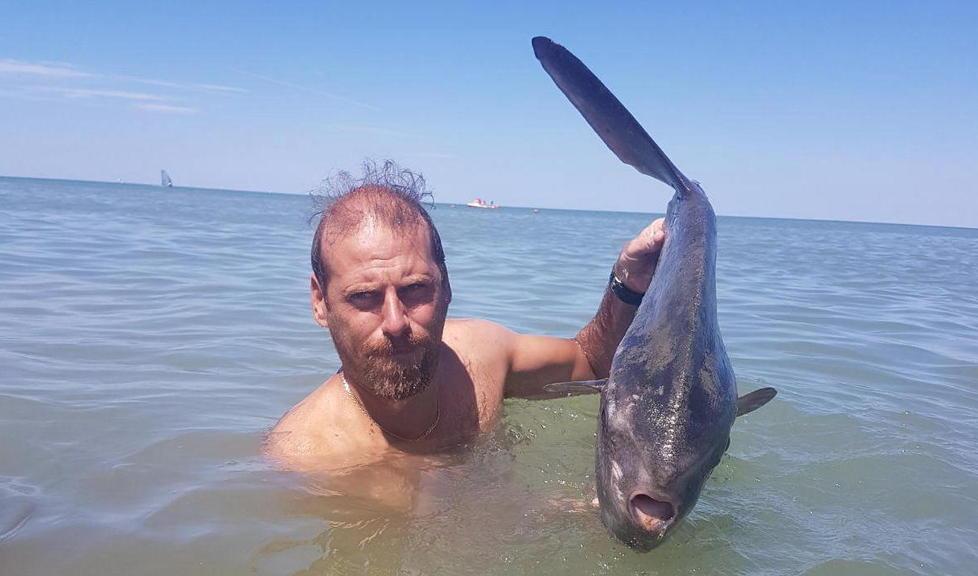 Pesce luna ferito e spiaggiato nelle acque del Calambrone 