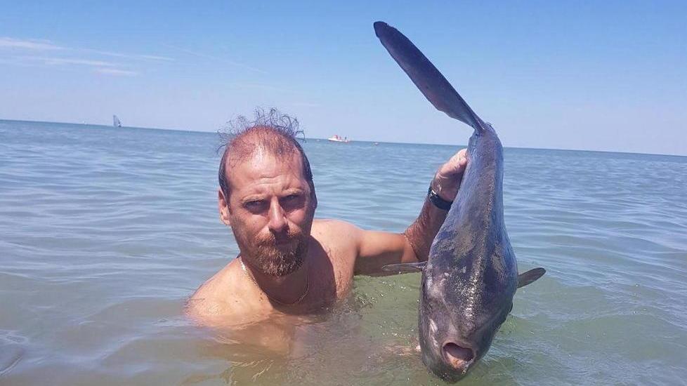 Pesce luna ferito e spiaggiato nelle acque del Calambrone