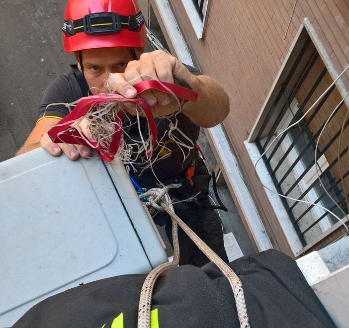 Merlo incastrato in un condizionatore