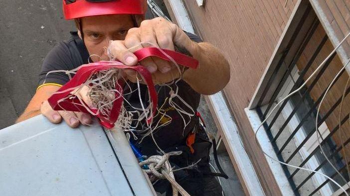 Merlo incastrato in un condizionatore