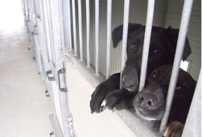 Due cani in gabbia (foto d'archivio)