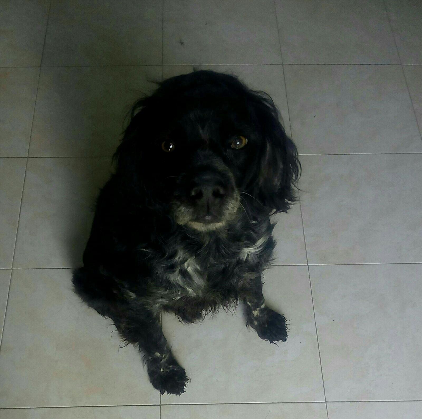 Il cane che era stato ferito con l'acido