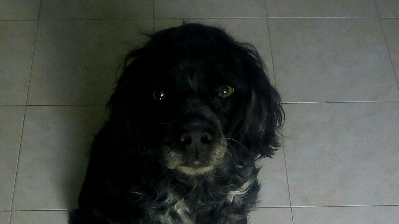 Il cane che era stato ferito con l'acido