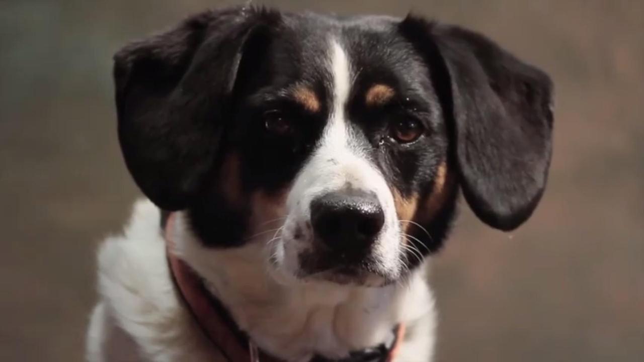 Il cane protagonista del video