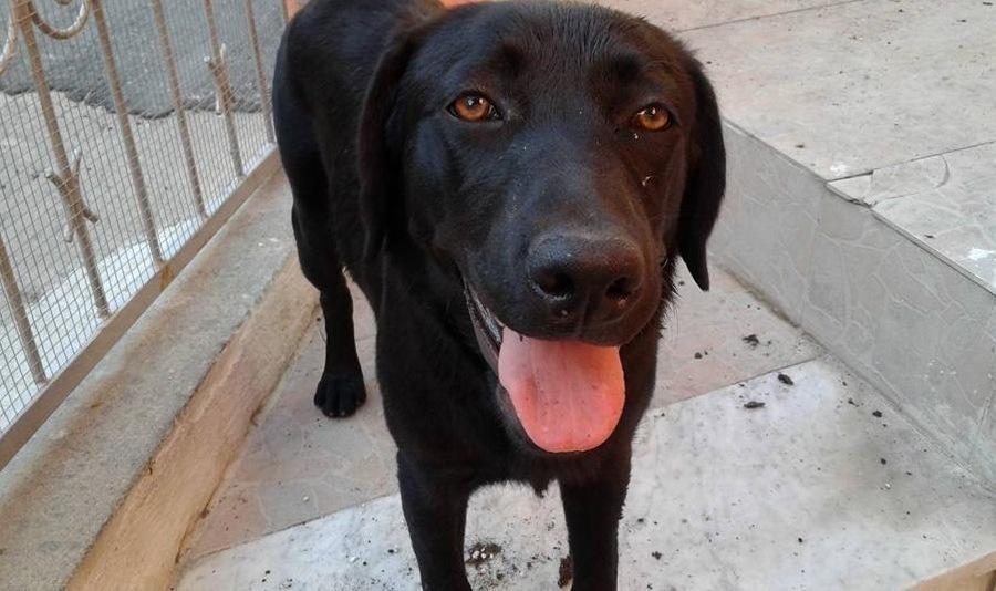Un cane smarrito aspetta i padroni