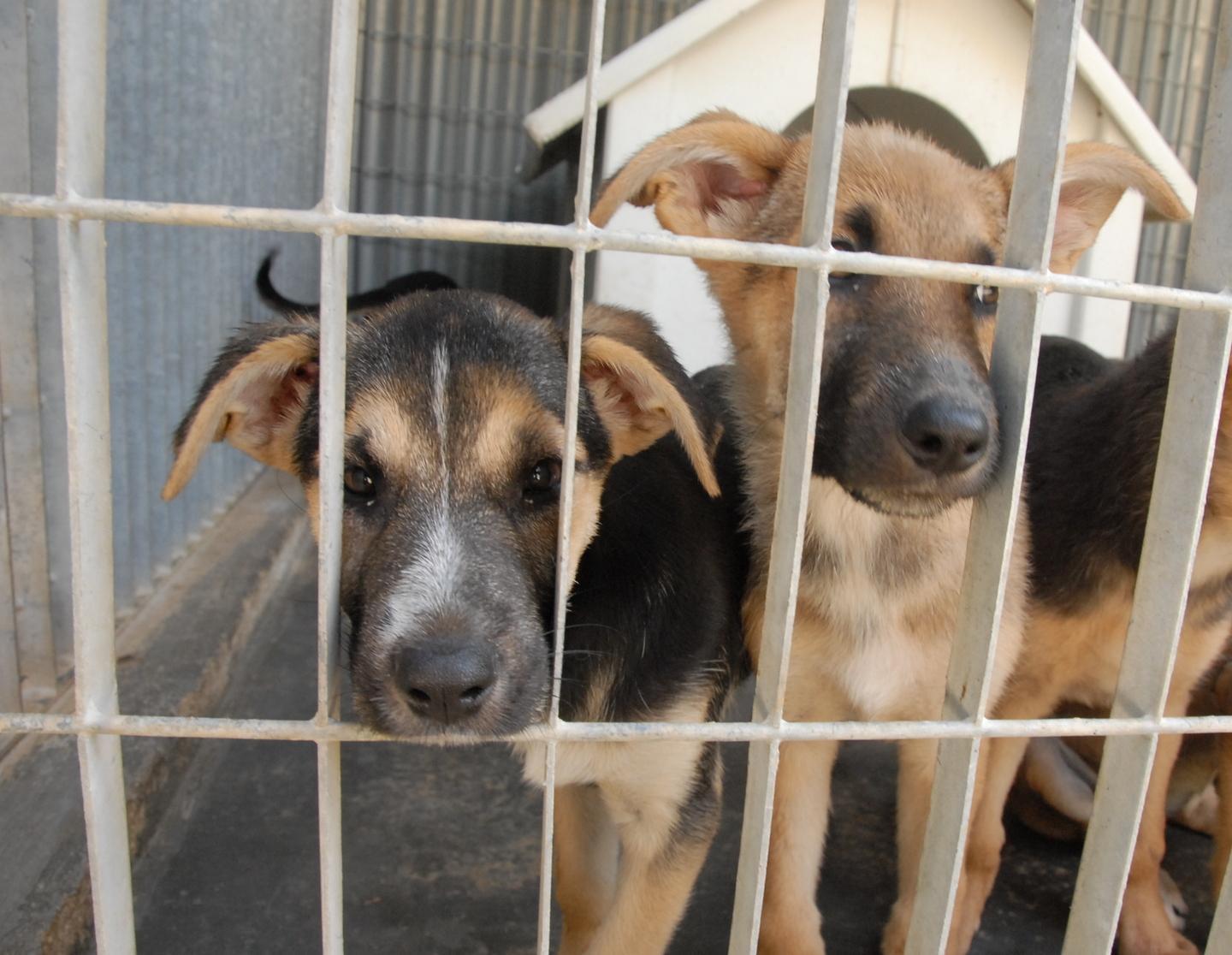 Lotta al randagismo, nuovo ufficio 