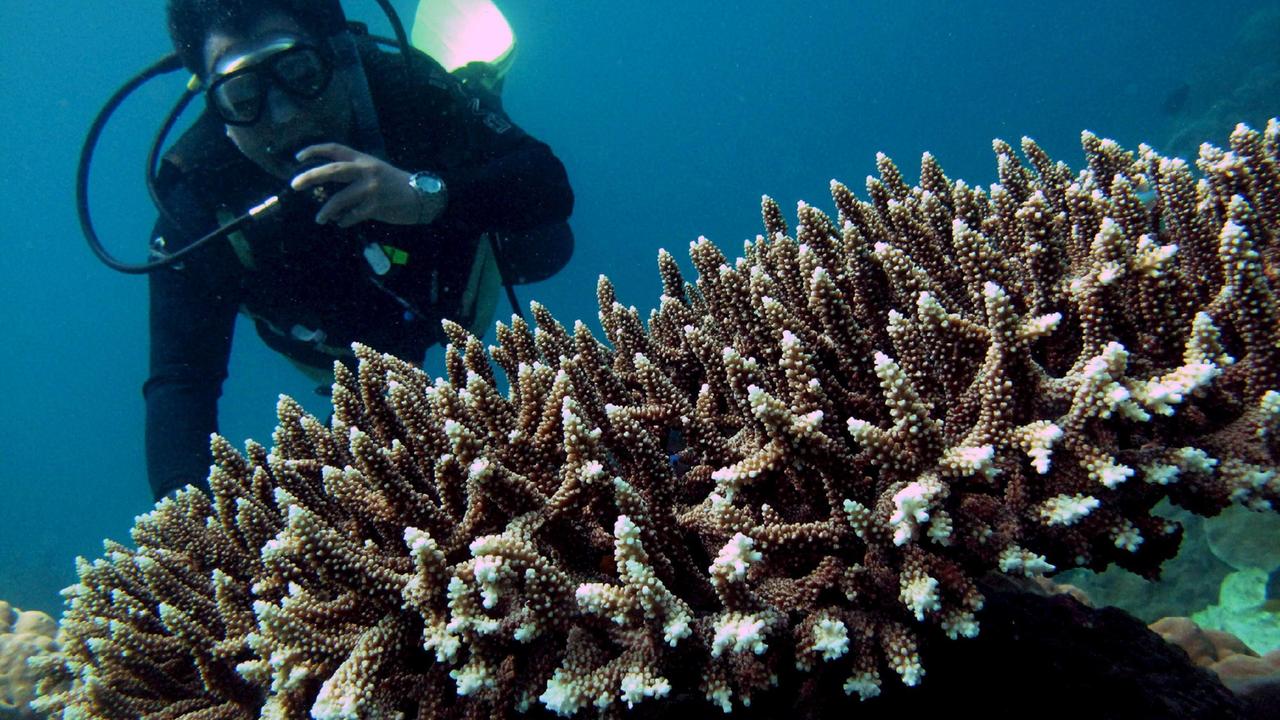 Allarme corallo: pescatori di frodo nel paradiso dei sub a Calafuria