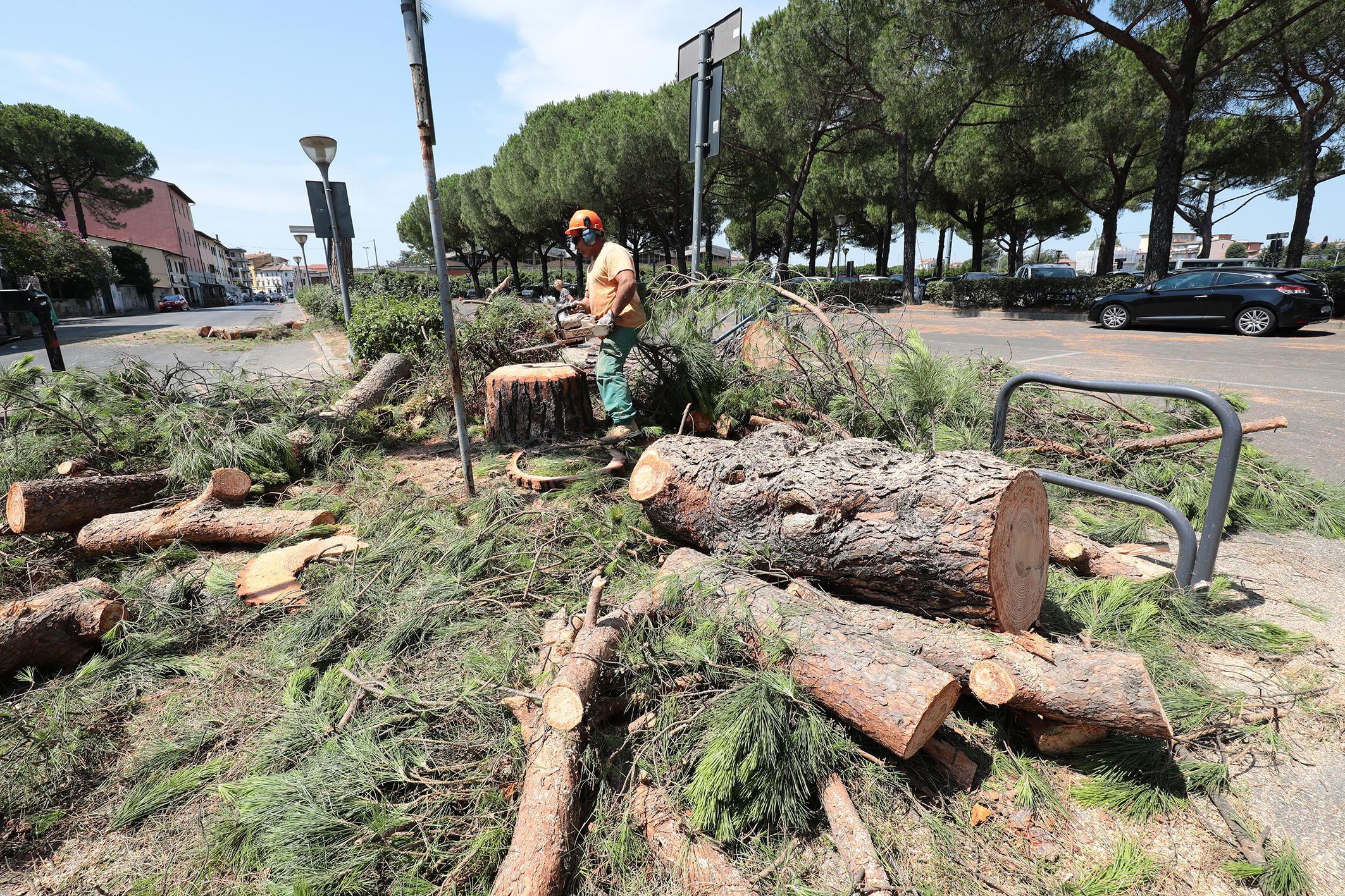 Gli alberi tagliati (foto agenzia Sestini) 