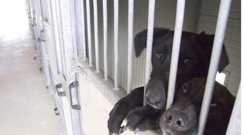 Accoltella i cani dell’azienda vicina «Abbaiano troppo»