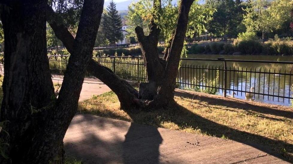 Salici piangenti bruciati da stufa e fornellino