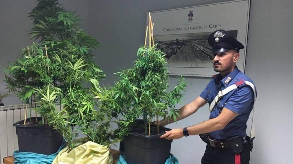 Serra di marijuana in giardino