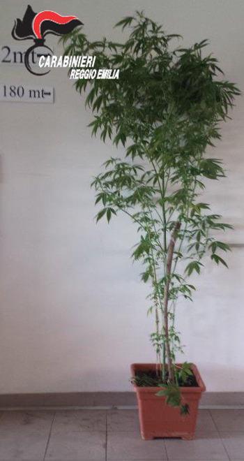 Coltiva piante di marijuana sul balcone: ai domiciliari