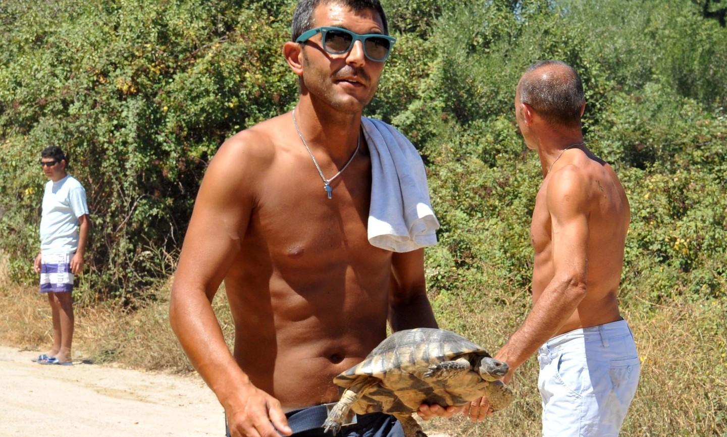 Una tartaruga salvata dalle fiamme 