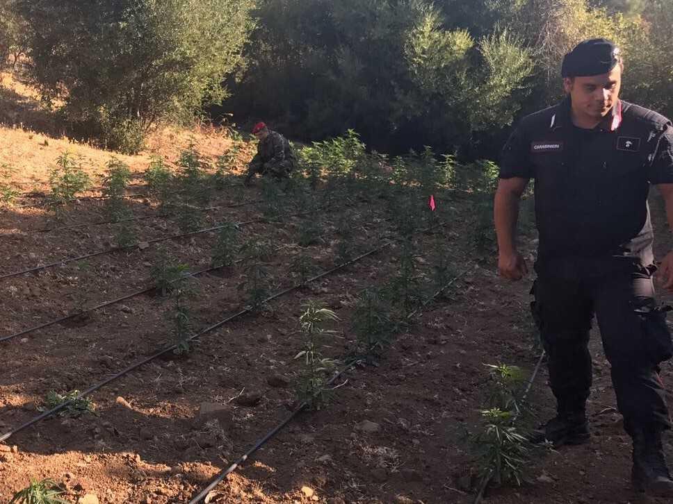 Maxi piantagione di cannabis a Padru: duemila piante in aperta campagna, catturato un 43enne di Orgosolo