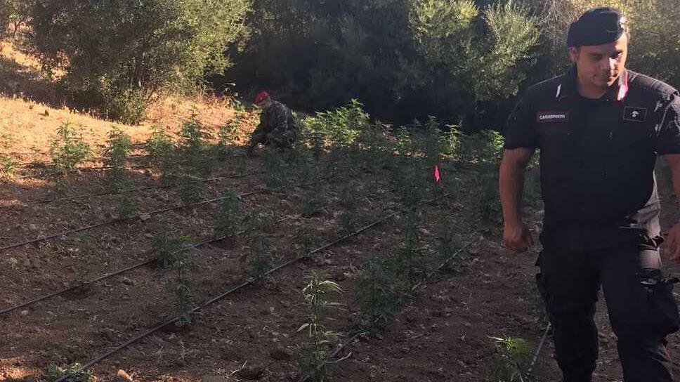 Maxi piantagione di cannabis a Padru: duemila piante in aperta campagna, catturato un 43enne di Orgosolo