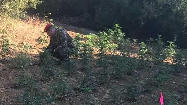 Padru, duemila piante di cannabis in aperta campagna