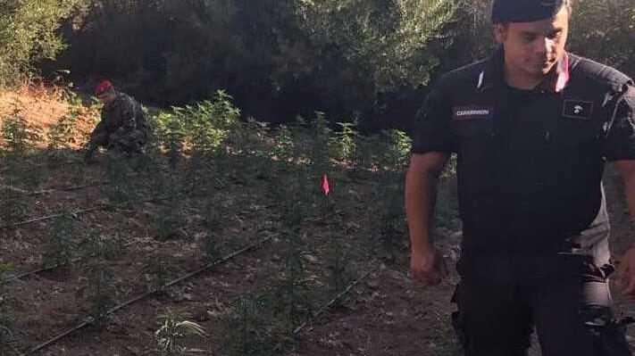 Maxi piantagione di canapa, un arresto